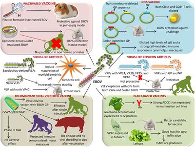 Advances in Designing and Developing Vaccines, Drugs, and Therapies to Counter Ebola Virus